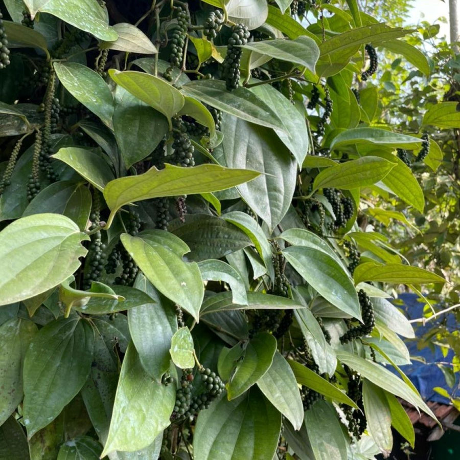 Wayanad White Peppercorns
